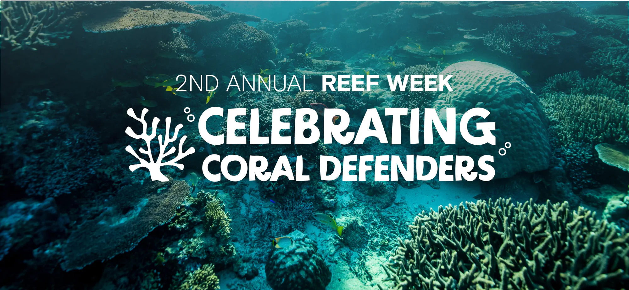 TAKING TIME TO REEF-LECT